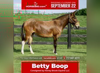 Mule, Mare, 7 years, 13,2 hh, Bay