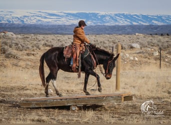 Mule, Mare, 7 years, 14,1 hh, Black