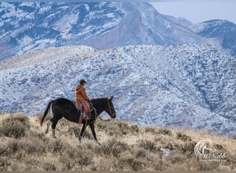 Mule, Mare, 7 years, 14,1 hh, Black