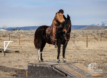 Mule, Mare, 7 years, 14,1 hh, Black