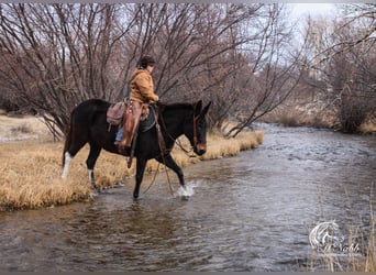 Mule, Mare, 7 years, 14,1 hh, Black