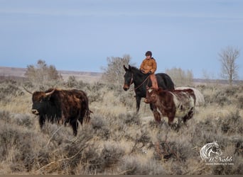 Mule, Mare, 7 years, 14,1 hh, Black