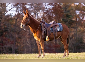 Mule, Mare, 7 years, 14 hh, Chestnut