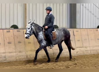 Mule, Mare, 7 years, 15,1 hh, Gray