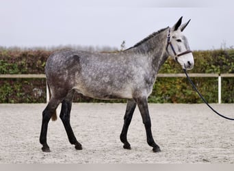 Mule, Mare, 7 years, 15,1 hh, Gray