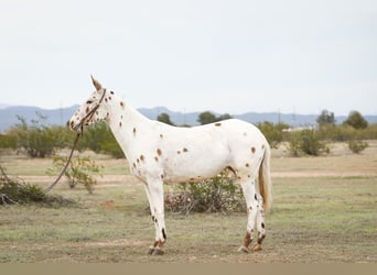 Mule, Mare, 7 years, 15.1 hh