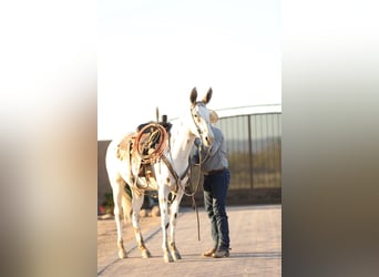 Mule Mix, Mare, 7 years, 15.1 hh