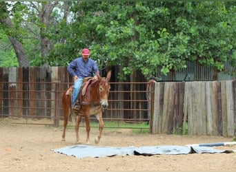Mule, Mare, 7 years, 15 hh, Sorrel