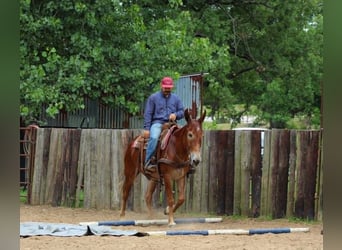 Mule, Mare, 7 years, 15 hh, Sorrel