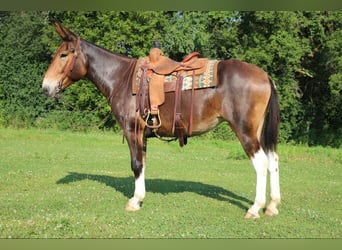 Mule, Mare, 7 years, 16 hh, Bay