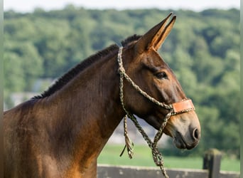 Mule, Mare, 8 years, 13.2 hh, Bay