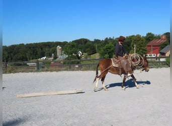 Mule, Mare, 8 years, 13,2 hh, Bay