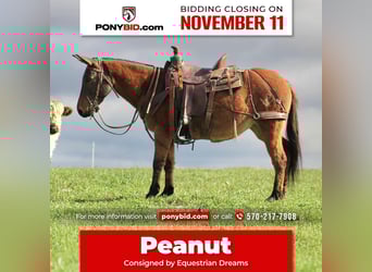 Mule, Mare, 8 years, 13,2 hh, Red Dun