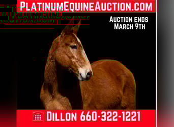 Mule, Mare, 8 years, 14.3 hh, Chestnut