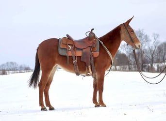 Mule, Mare, 8 years, 14 hh, Chestnut