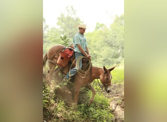 Mule, Mare, 8 years, 14,2 hh, Red Dun