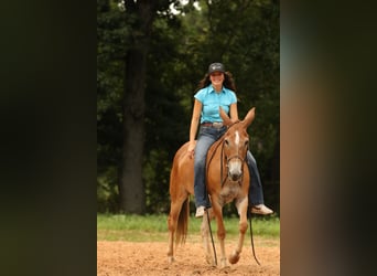 Mule, Mare, 8 years, 14,2 hh, Red Dun