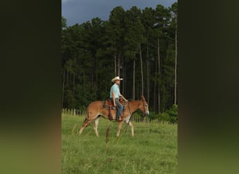 Mule, Mare, 8 years, 14,2 hh, Red Dun