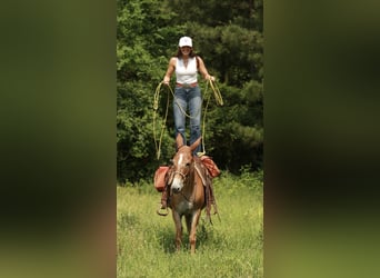 Mule, Mare, 8 years, 14,2 hh, Red Dun