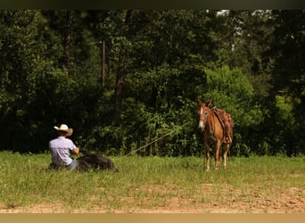 Mule, Mare, 8 years, 14,2 hh, Red Dun