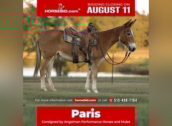 Mule, Mare, 8 years, 14,2 hh, Red Dun