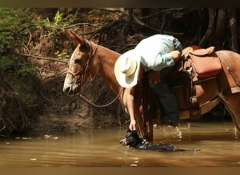 Mule, Mare, 8 years, 14,2 hh, Red Dun