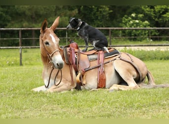 Mule, Mare, 8 years, 14,2 hh, Red Dun