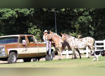 Mule, Mare, 8 years, 15.1 hh, Leopard-Piebald