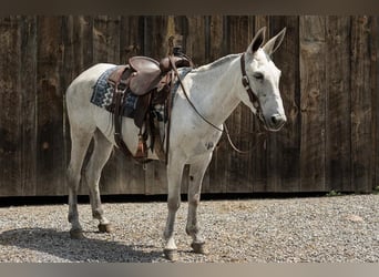 Mule, Mare, 8 years, 15 hh, Gray