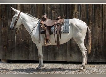 Mule, Mare, 8 years, 15 hh, Gray