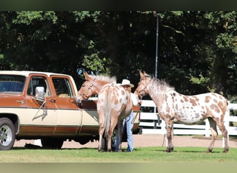 Mule, Mare, 8 years, 15,1 hh, Leopard-Piebald