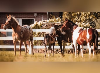 Mule, Mare, 8 years, 15,1 hh, Leopard-Piebald