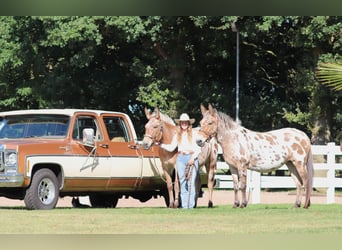 Mule, Mare, 8 years, 15,1 hh, Leopard-Piebald
