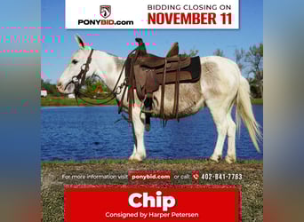 Mule, Mare, 8 years, 8 hh, Grey