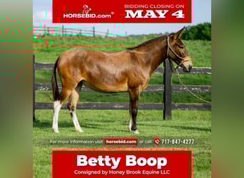 Mule, Mare, 8 years, Bay