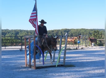 Mule, Mare, 8 years, Bay