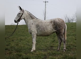 Mule, Mare, 8 years, Gray-Dapple