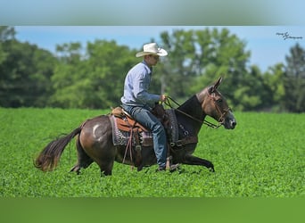 Mule, Mare, 8 years, Pinto