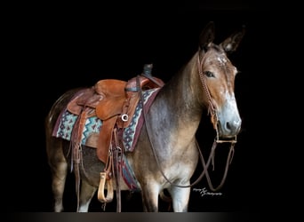 Mule, Mare, 8 years, Pinto