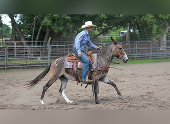 Mule, Mare, 8 years, Pinto