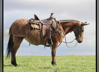 Mule, Mare, 8 years, Red Dun