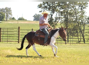 Mule, Mare, 8 years, Tobiano-all-colors