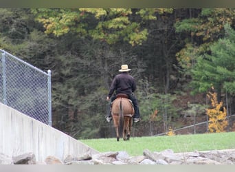 Mule, Mare, 9 years, 13.2 hh, Red Dun