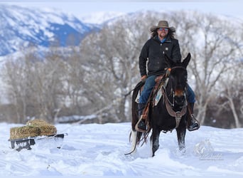 Mule, Mare, 9 years, 13,2 hh, Black