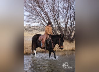 Mule, Mare, 9 years, 13,2 hh, Black