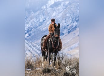 Mule, Mare, 9 years, 13,2 hh, Black