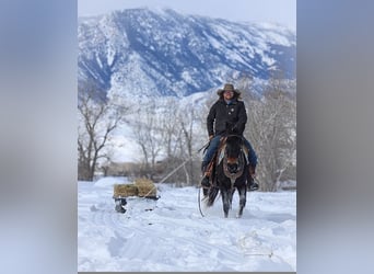 Mule, Mare, 9 years, 13,2 hh, Black