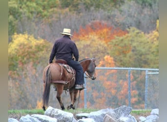 Mule, Mare, 9 years, 13,2 hh, Red Dun