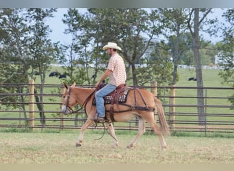 Mule, Mare, 9 years, 14 hh, Sorrel