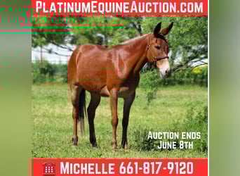 Mule, Mare, 9 years, 15 hh, Chestnut